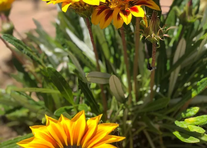 לינה וארוחת בוקר Armonia אנה